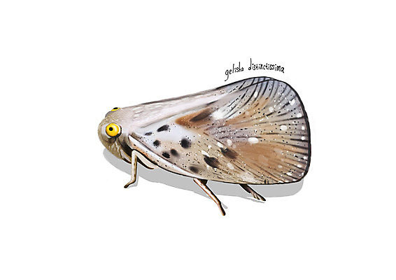 PSD 한마리 곤충 일러스트 사람없음 해충 벌레 디테일 선녀벌레 국내일러스트 동물 1 파일형식