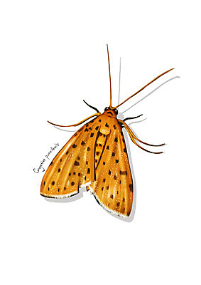 PSD 한마리 곤충 일러스트 사람없음 해충 벌레 디테일 복숭아명나방 국내일러스트 동물 1 나방 파일형식