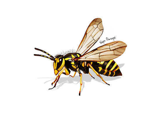 PSD 한마리 곤충 일러스트 사람없음 해충 벌레 디테일 땅벌 국내일러스트 동물 1 벌_곤충 파일형식