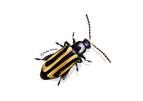 PSD 한마리 곤충 일러스트 사람없음 해충 벌레 디테일 벼룩잎벌레 국내일러스트 동물 1 파일형식