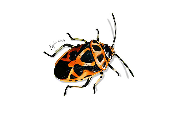 PSD 한마리 곤충 일러스트 사람없음 해충 벌레 노린재 디테일 국내일러스트 동물 1 파일형식