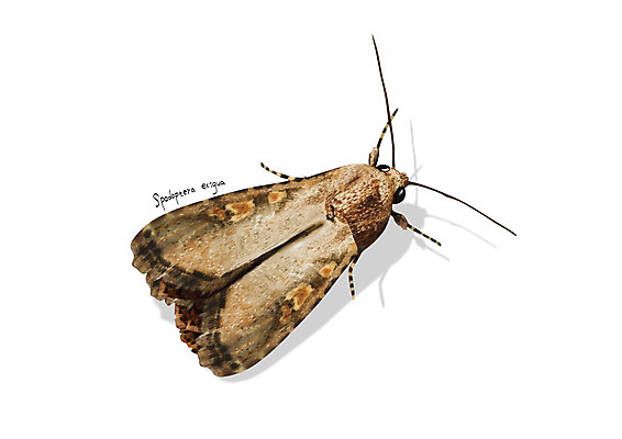 PSD 한마리 곤충 일러스트 사람없음 해충 벌레 디테일 파밤나방 국내일러스트 동물 1 나방 파일형식