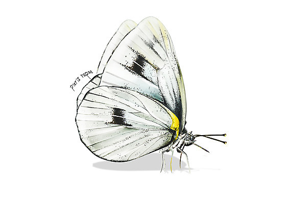 PSD 한마리 곤충 일러스트 사람없음 해충 벌레 배추흰나비 디테일 국내일러스트 동물 1 나비 파일형식