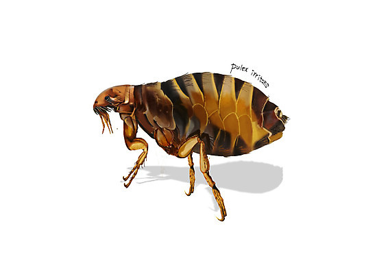 PSD 한마리 곤충 일러스트 사람없음 해충 벌레 벼룩 디테일 국내일러스트 동물 1 파일형식