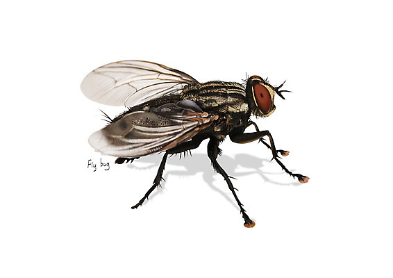 PSD 한마리 곤충 일러스트 사람없음 해충 벌레 날파리 디테일 국내일러스트 동물 1 파리_곤충 파일형식