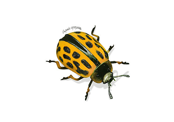 PSD 한마리 곤충 일러스트 사람없음 해충 벌레 디테일 버들잎벌레 국내일러스트 동물 1 파일형식