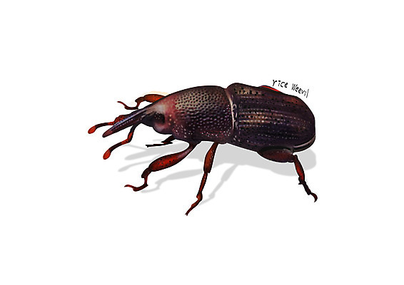 PSD 한마리 곤충 일러스트 사람없음 해충 벌레 디테일쌀벌레 국내일러스트 동물 1 파일형식