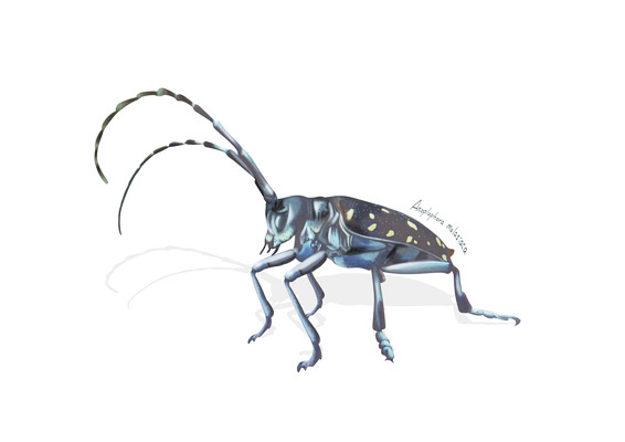 PSD 한마리 곤충 일러스트 사람없음 해충 벌레 알락하늘소 디테일 국내일러스트 동물 1 하늘소 파일형식