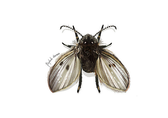 PSD 한마리 곤충 일러스트 사람없음 해충 벌레 디테일 나방파리 국내일러스트 동물 1 파일형식