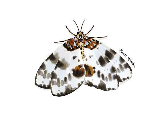 PSD 한마리 곤충 일러스트 사람없음 해충 벌레 디테일 가시얼룩가지나방 국내일러스트 동물 1 나방 파일형식