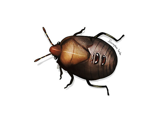 PSD 한마리 곤충 일러스트 사람없음 해충 벌레 디테일 먹노린재 국내일러스트 동물 1 노린재 파일형식