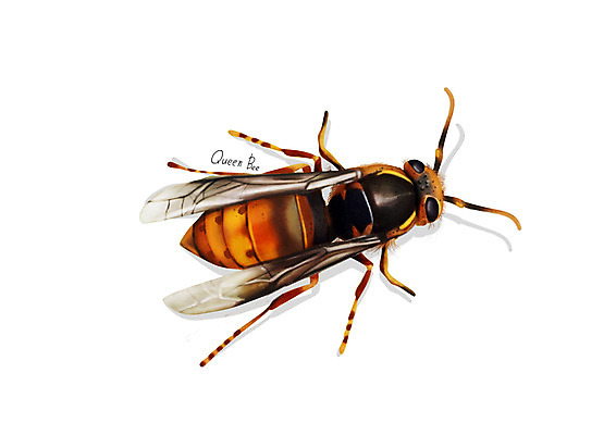 PSD 한마리 곤충 일러스트 사람없음 해충 벌레 디테일 여왕벌 국내일러스트 동물 1 벌_곤충 파일형식