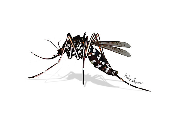 PSD 한마리 곤충 일러스트 사람없음 해충 벌레 디테일 흰줄숲모기 국내일러스트 동물 1 모기 파일형식