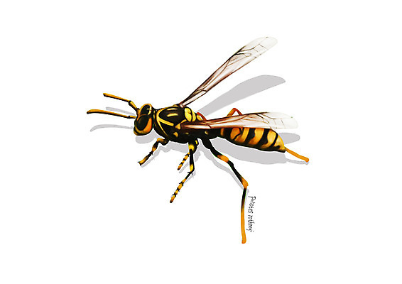 PSD 한마리 곤충 일러스트 사람없음 해충 벌레 디테일 왕바다리 국내일러스트 동물 1 벌_곤충 파일형식