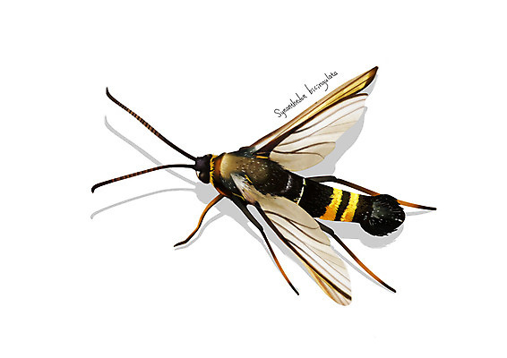 PSD 한마리 곤충 일러스트 사람없음 해충 벌레 디테일 복숭아유리나방 국내일러스트 동물 1 파일형식