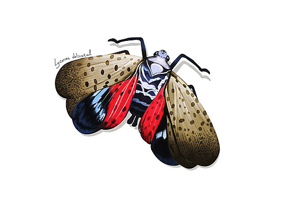 PSD 한마리 곤충 일러스트 사람없음 해충 벌레 디테일 꽃매미 국내일러스트 동물 1 파일형식