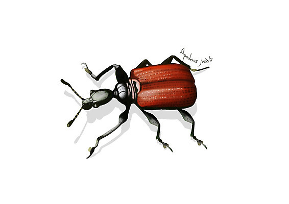 PSD 한마리 곤충 일러스트 사람없음 해충 벌레 디테일 거위벌레 국내일러스트 동물 1 파일형식