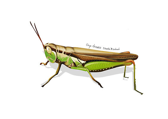 PSD 한마리 곤충 일러스트 사람없음 해충 벌레 디테일 벼메뚜기 국내일러스트 동물 1 메뚜기 파일형식