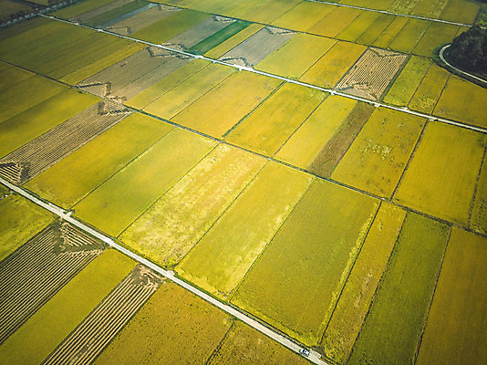 포토 JPG 주간 여행 한국 논 풍경 사람없음 야외 관광지 하이앵글 추수 벼 가을 항공촬영 논산 곡식저장고 국내여행 전경 국내포토 자연요소 계절 아시아 뷰포인트 농업 곡류 충청남도 저장소 파일형식 탑뷰