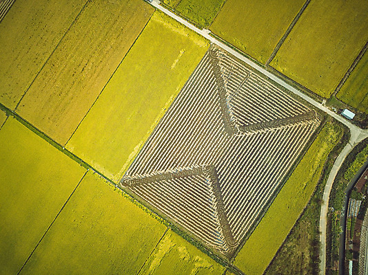 포토 JPG 주간 여행 한국 논 풍경 사람없음 야외 관광지 하이앵글 추수 벼 가을 항공촬영 논산 곡식저장고 국내여행 전경 국내포토 자연요소 계절 아시아 뷰포인트 농업 곡류 충청남도 저장소 파일형식 탑뷰