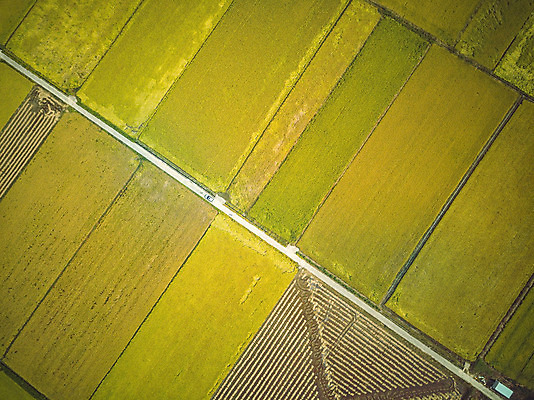 포토 JPG 주간 여행 한국 논 풍경 사람없음 야외 관광지 하이앵글 추수 벼 가을 항공촬영 논산 곡식저장고 국내여행 전경 국내포토 자연요소 계절 아시아 뷰포인트 농업 곡류 충청남도 저장소 파일형식 탑뷰