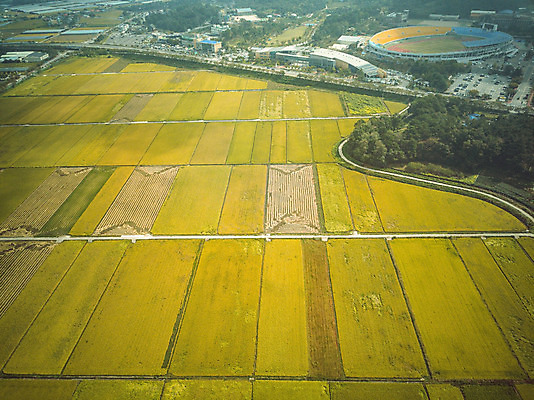 포토 JPG 주간 여행 한국 논 풍경 사람없음 야외 관광지 하이앵글 추수 벼 가을 항공촬영 논산 곡식저장고 국내여행 전경 국내포토 자연요소 계절 아시아 뷰포인트 농업 곡류 충청남도 저장소 파일형식 탑뷰