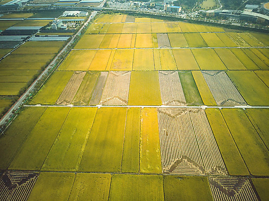 포토 JPG 주간 여행 한국 논 풍경 사람없음 야외 관광지 하이앵글 추수 벼 가을 항공촬영 논산 곡식저장고 국내여행 전경 국내포토 자연요소 계절 아시아 뷰포인트 농업 곡류 충청남도 저장소 파일형식 탑뷰