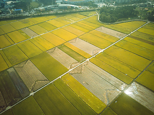 포토 JPG 주간 여행 한국 논 풍경 사람없음 야외 관광지 하이앵글 추수 벼 가을 항공촬영 논산 곡식저장고 국내여행 전경 국내포토 자연요소 계절 아시아 뷰포인트 농업 곡류 충청남도 저장소 파일형식 탑뷰