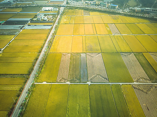 포토 JPG 주간 여행 한국 논 풍경 사람없음 야외 관광지 하이앵글 추수 벼 가을 항공촬영 논산 곡식저장고 국내여행 전경 국내포토 자연요소 계절 아시아 뷰포인트 농업 곡류 충청남도 저장소 파일형식 탑뷰