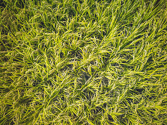 포토 JPG 주간 여행 한국 논 풍경 사람없음 야외 관광지 하이앵글 추수 벼 가을 항공촬영 논산 곡식저장고 국내여행 전경 국내포토 자연요소 계절 아시아 뷰포인트 농업 곡류 충청남도 저장소 파일형식 탑뷰