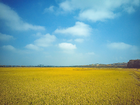포토 JPG 주간 구름 여행 하늘 한국 논 풍경 사람없음 야외 관광지 하이앵글 추수 벼 가을 항공촬영 논산 곡식저장고 국내여행 전경 국내포토 자연요소 계절 아시아 뷰포인트 농업 곡류 충청남도 저장소 파일형식 탑뷰