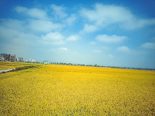 포토 JPG 주간 구름 여행 하늘 한국 논 풍경 사람없음 야외 관광지 하이앵글 추수 벼 가을 항공촬영 논산 곡식저장고 국내여행 전경 국내포토 자연요소 계절 아시아 뷰포인트 농업 곡류 충청남도 저장소 파일형식 탑뷰