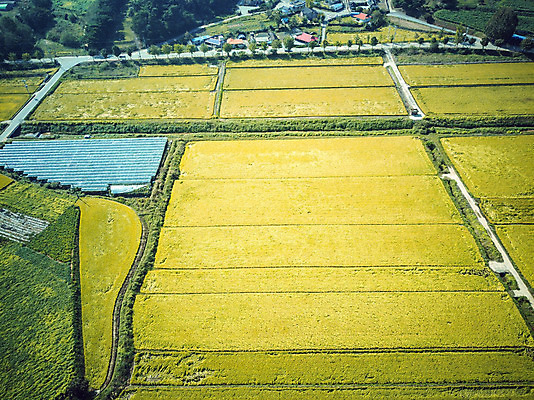 포토 JPG 주간 여행 한국 논 풍경 사람없음 야외 관광지 하이앵글 추수 벼 가을 항공촬영 논산 곡식저장고 국내여행 전경 국내포토 자연요소 계절 아시아 뷰포인트 농업 곡류 충청남도 저장소 파일형식 탑뷰