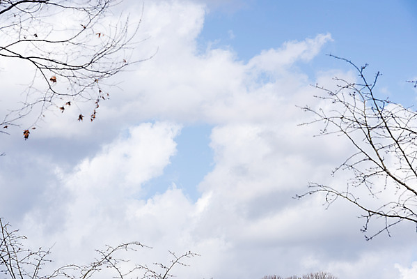 포토 JPG 주간 나무 구름 로우앵글 하늘 날씨 풍경 사람없음 야외 파란색 맑음 봄 나뭇가지 국내포토 자연요소 식물 계절 뷰포인트 컬러 파일형식