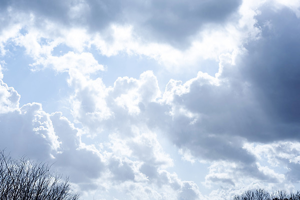 포토 JPG 주간 나무 구름 로우앵글 하늘 날씨 풍경 사람없음 야외 파란색 맑음 봄 나뭇가지 국내포토 자연요소 식물 계절 뷰포인트 컬러 파일형식