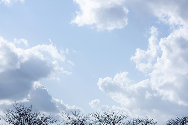포토 JPG 주간 나무 구름 로우앵글 하늘 날씨 풍경 사람없음 야외 파란색 맑음 봄 나뭇가지 국내포토 자연요소 식물 계절 뷰포인트 컬러 파일형식