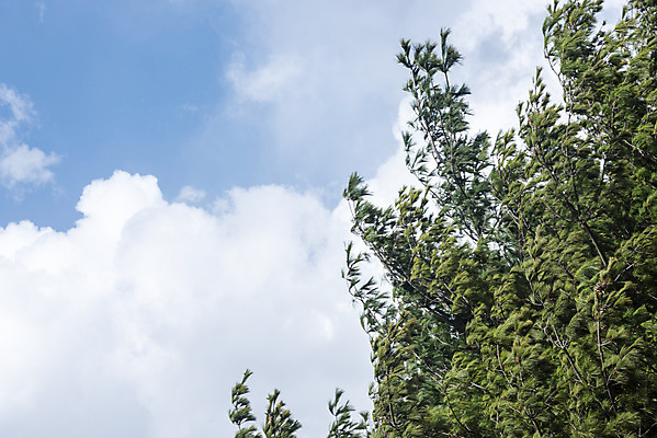포토 JPG 주간 나무 구름 하늘 날씨 풍경 사람없음 야외 파란색 맑음 봄 국내포토 자연요소 식물 계절 컬러 파일형식