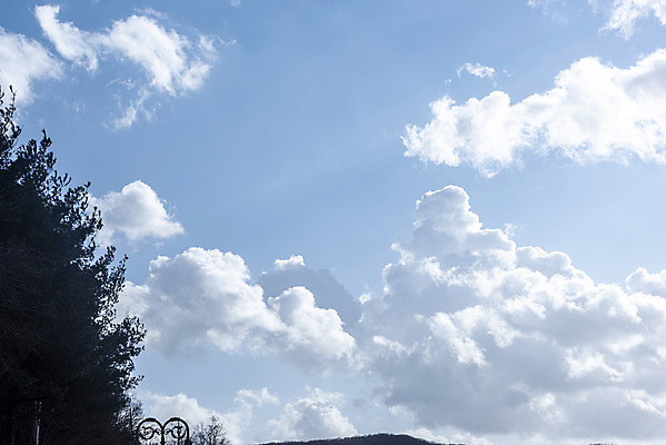 포토 JPG 주간 나무 구름 로우앵글 하늘 날씨 풍경 사람없음 야외 파란색 맑음 봄 국내포토 자연요소 식물 계절 뷰포인트 컬러 파일형식