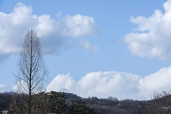 포토 JPG 주간 나무 구름 로우앵글 하늘 날씨 풍경 사람없음 야외 파란색 맑음 봄 국내포토 자연요소 식물 계절 뷰포인트 컬러 파일형식
