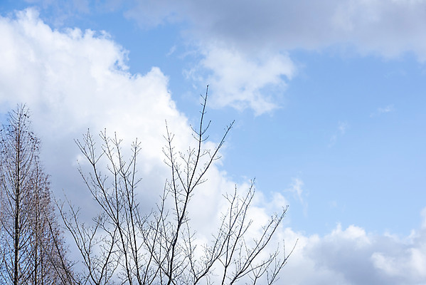 포토 JPG 주간 나무 구름 로우앵글 하늘 날씨 풍경 사람없음 야외 파란색 맑음 봄 국내포토 자연요소 식물 계절 뷰포인트 컬러 파일형식