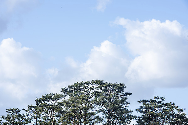 포토 JPG 주간 나무 구름 로우앵글 하늘 날씨 풍경 사람없음 야외 파란색 맑음 봄 국내포토 자연요소 식물 계절 뷰포인트 컬러 파일형식