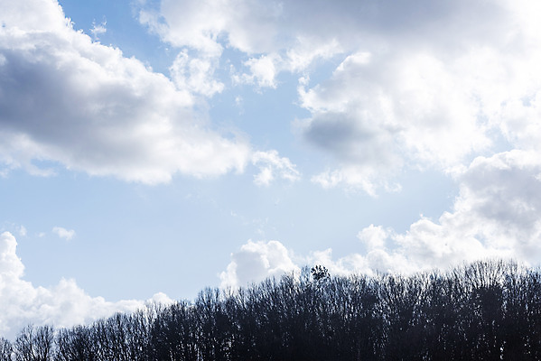 포토 JPG 주간 나무 구름 로우앵글 하늘 날씨 풍경 사람없음 야외 파란색 맑음 봄 국내포토 자연요소 식물 계절 뷰포인트 컬러 파일형식