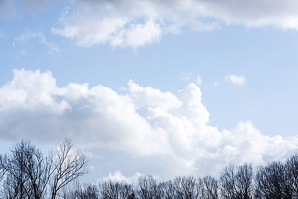 포토 JPG 주간 나무 구름 로우앵글 하늘 날씨 풍경 사람없음 야외 파란색 맑음 봄 국내포토 자연요소 식물 계절 뷰포인트 컬러 파일형식