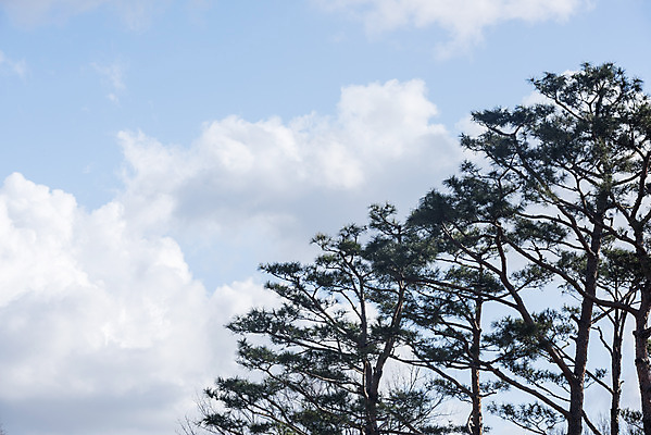 포토 JPG 주간 나무 구름 하늘 날씨 풍경 사람없음 야외 파란색 맑음 봄 국내포토 자연요소 식물 계절 컬러 파일형식
