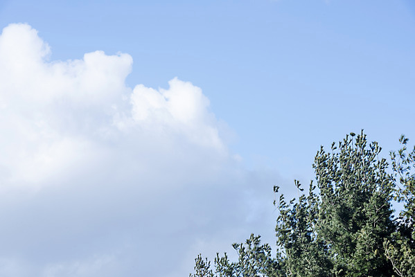 포토 JPG 주간 나무 구름 하늘 날씨 풍경 사람없음 야외 파란색 맑음 봄 국내포토 자연요소 식물 계절 컬러 파일형식