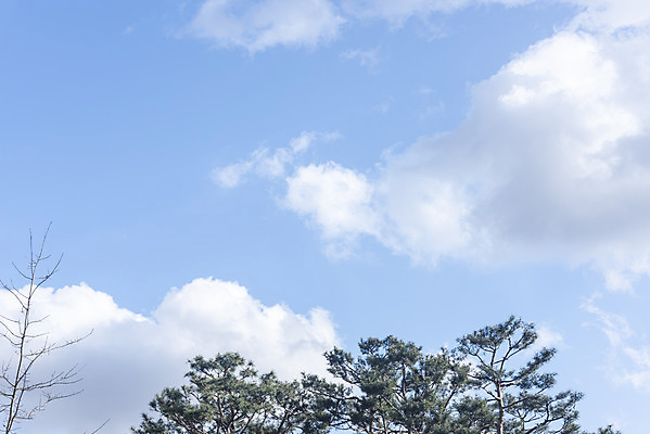 포토 JPG 주간 나무 구름 하늘 날씨 풍경 사람없음 야외 파란색 맑음 봄 국내포토 자연요소 식물 계절 컬러 파일형식