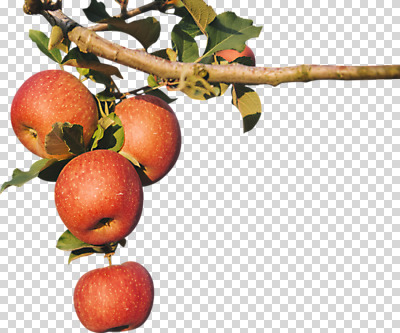 편집 편집이미지 과일 누끼 사람없음 사과 사과나무 PNG 편집소스 나무 파일형식