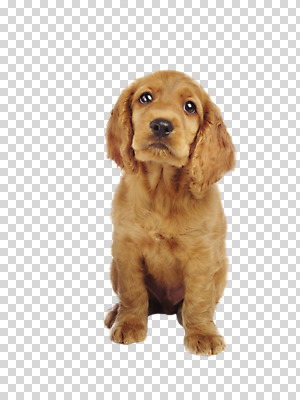 동물 편집 편집이미지 한마리 반려견 누끼 사람없음 반려동물 코커스패니얼 스패니얼 개 강아지 PNG 반려 편집소스 1 포유류 파일형식