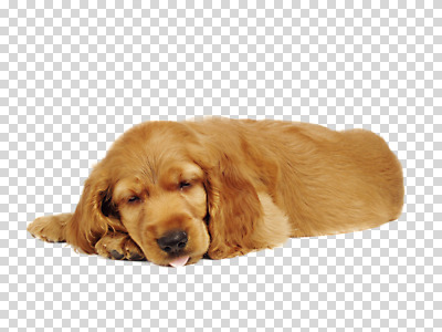 동물 편집 편집이미지 한마리 포유류 누끼 사람없음 반려동물 코커스패니얼 잠 개 강아지 PNG 반려 편집소스 1 스패니얼 파일형식