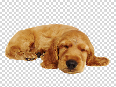 동물 편집 편집이미지 한마리 포유류 누끼 사람없음 반려동물 코커스패니얼 잠 개 강아지 PNG 반려 편집소스 1 스패니얼 파일형식